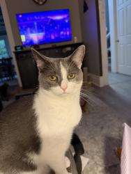Lost Male Cat last seen Mulberry and Meigs, Rochester, NY 14620