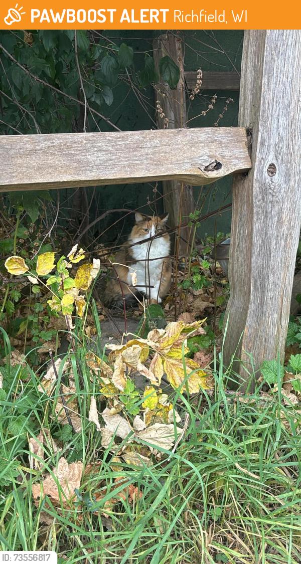 Found/Stray Unknown Cat last seen Pioneer bowl, Richfield, WI 53076