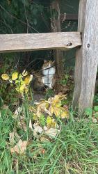 Found/Stray Unknown Cat last seen Pioneer bowl, Richfield, WI 53076