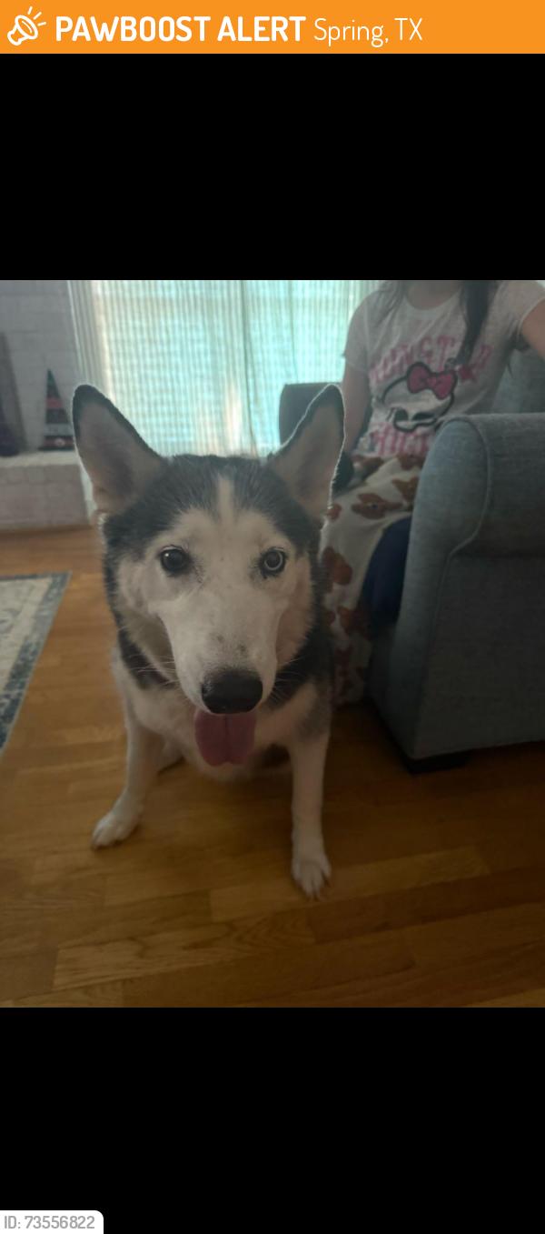 Found/Stray Female Dog last seen Cypresswood, Spring, TX 77379