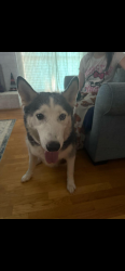 Found/Stray Female Dog last seen Cypresswood, Spring, TX 77379