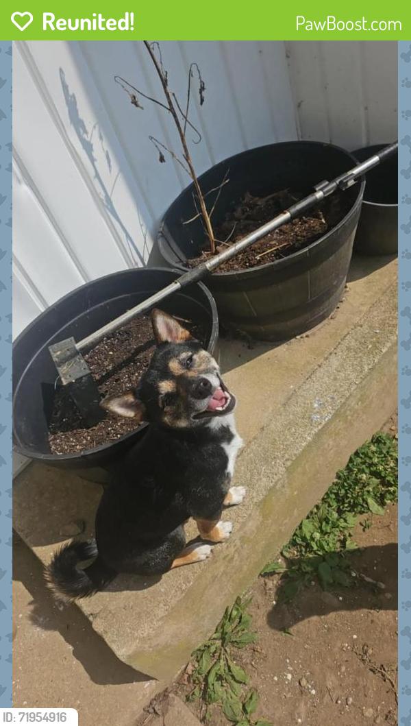 Reunited Female Dog last seen Bloomingdale West Neighborhood, Bloomingdale, FL 33596