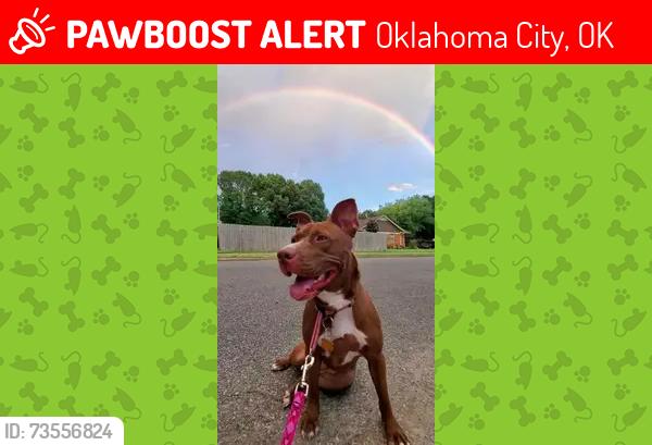 Lost Female Dog last seen Wilshire and 81st, Oklahoma City, OK 73132