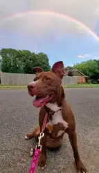 Lost Female Dog last seen Wilshire and 81st, Oklahoma City, OK 73132