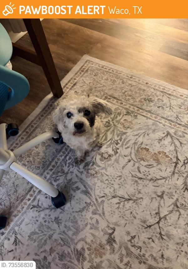 Found/Stray Female Dog last seen Richland dt, Waco, TX 76710