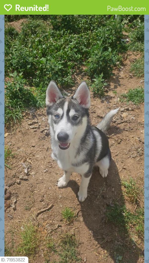 Reunited Male Dog last seen Bloomingdale West, Brandon, FL 33511