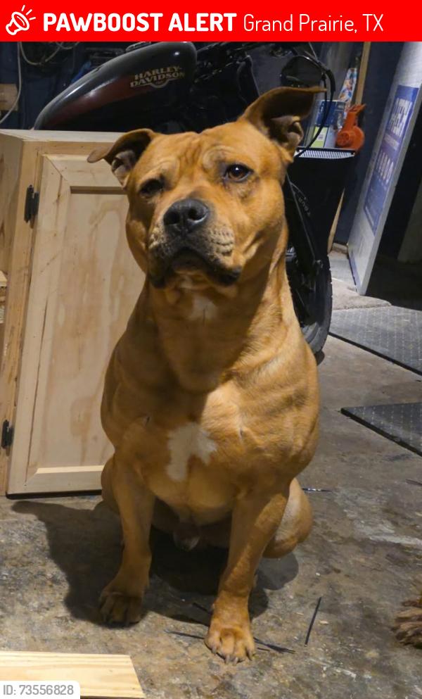 Lost Male Dog last seen Carrier Pkwy and Corn Valley, Grand Prairie, TX 75052
