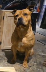 Lost Male Dog last seen Carrier Pkwy and Corn Valley, Grand Prairie, TX 75052