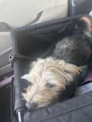 Reunited Male Dog last seen Talley/ Howell, Chattanooga, TN 37411