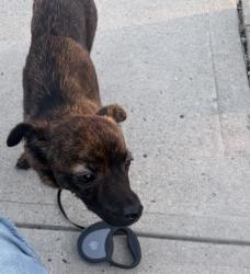Lost Female Dog last seen Highland Townplot Washington ave, Waterbury, CT 06708