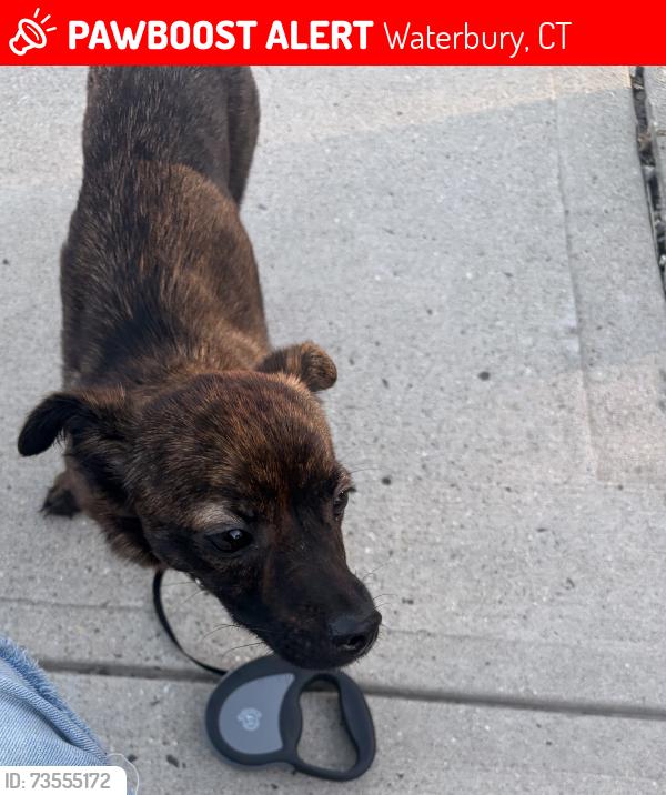 Lost Female Dog last seen Highland Townplot Washington ave, Waterbury, CT 06708