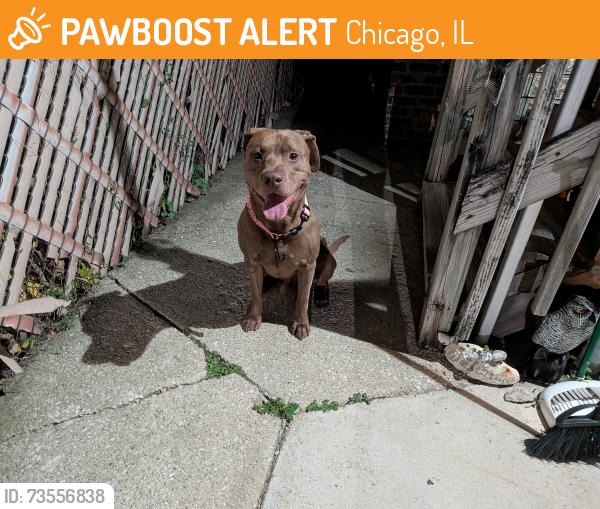 Found/Stray Male Dog last seen Wabansia and Luna, Chicago, IL 60639