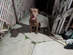 Found/Stray Male Dog last seen Wabansia and Luna, Chicago, IL 60639