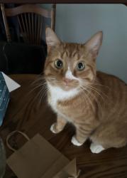 Reunited Male Cat last seen Novavista, Winnipeg, MB R2N 2L1