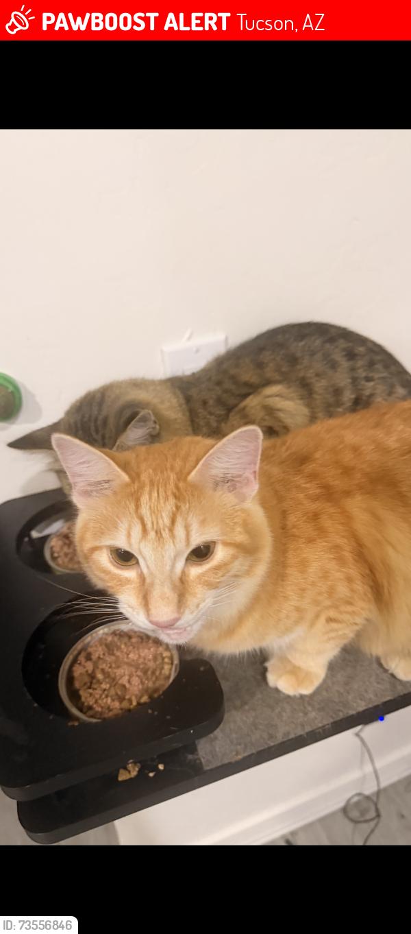 Lost Female Cat last seen Camino seco and golf links, Tucson, AZ 85730
