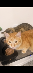Lost Female Cat last seen Camino seco and golf links, Tucson, AZ 85730