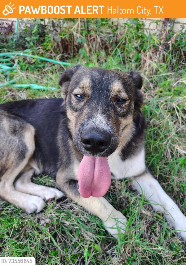 Found/Stray Male Dog last seen Rita Ln and Mack St, Haltom City, TX 76117