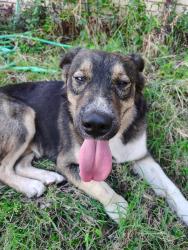 Found/Stray Male Dog last seen Rita Ln and Mack St, Haltom City, TX 76117