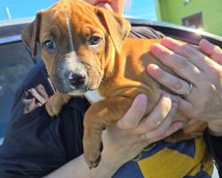 Shelter Stray Female Dog last seen , 22415 Groesbeck Hwy, Warren, MI 48089, USA