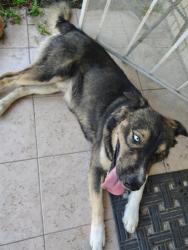Reunited Male Dog last seen Rita Ln and Mack St, Haltom City, TX 76117