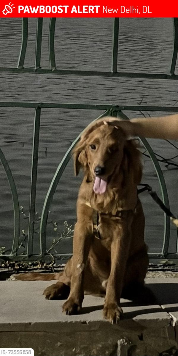 Lost Male Dog last seen Near LHA kitchen, New Delhi, DL 110029