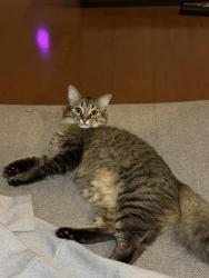 Lost Male Cat last seen Molly/pendergrast dr, Lawrenceville, GA 30044
