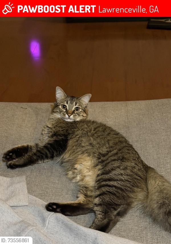 Lost Male Cat last seen Molly/pendergrast dr, Lawrenceville, GA 30044