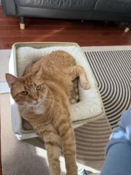 Reunited Male Cat last seen 5th st and Manton St, Philadelphia, PA 19147, Philadelphia, PA 19147