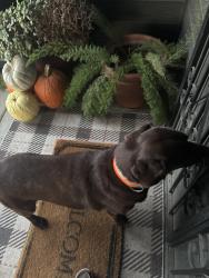 Found/Stray Male Dog last seen Julian, Visalia, CA 93277