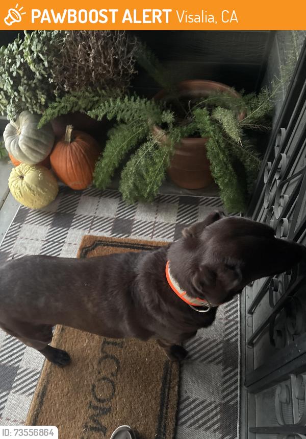 Found/Stray Male Dog last seen Julian, Visalia, CA 93277