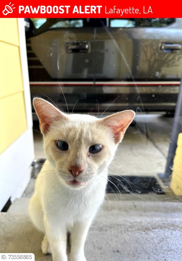 Lost Male Cat last seen Kevin drive and Toni drive, Lafayette, LA 70507