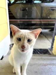 Lost Male Cat last seen Kevin drive and Toni drive, Lafayette, LA 70507