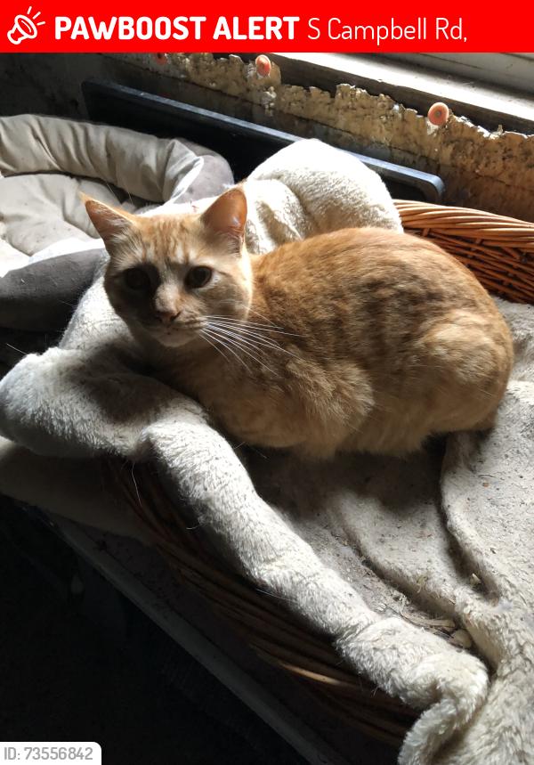 Lost Male Cat last seen Corn/Colbern, S Campbell Rd,  64029