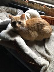 Lost Male Cat last seen Corn/Colbern, S Campbell Rd,  64029