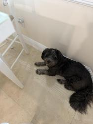 Found/Stray Male Dog last seen Hiatus Davie, Davie, FL 33328