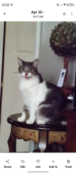 Reunited Male Cat last seen N Collingwood & Coughlin, Syracuse, NY 13206