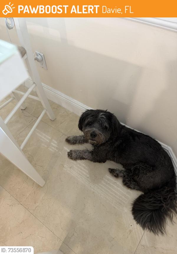 Found/Stray Male Dog last seen Hiatus Davie, Davie, FL 33328