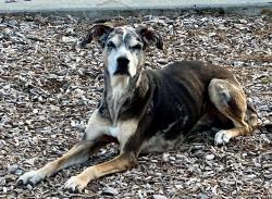 Reunited Female Dog last seen JB Gibson Park, Gibsonton, FL 33534