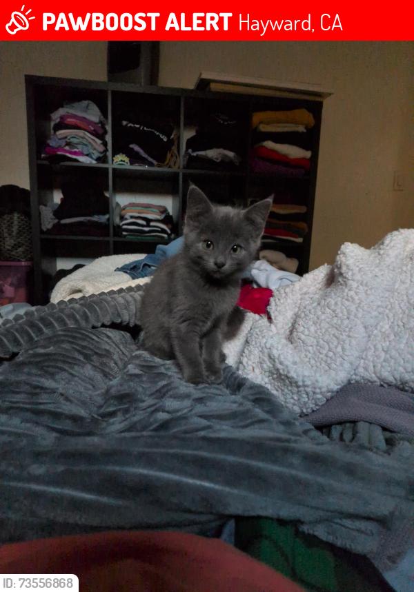 Lost Female Cat last seen Corner of Calhoun St and E. 15th, Hayward, CA 94544