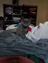 Lost Female Cat last seen Corner of Calhoun St and E. 15th, Hayward, CA 94544