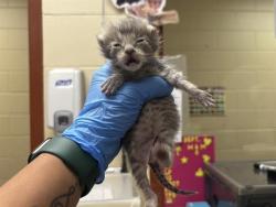Shelter Stray Male Cat last seen Near BLOCK N CRAMER ST, 3839 W Burnham St, West Milwaukee, WI 53215, USA