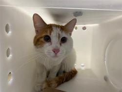 Shelter Stray Male Cat last seen Near BLOCK W LINCOLN AVE, 3839 W Burnham St, West Milwaukee, WI 53215, USA