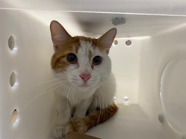 Shelter Stray Male Cat last seen Near BLOCK W LINCOLN AVE, 3839 W Burnham St, West Milwaukee, WI 53215, USA