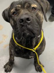 Shelter Stray Male Dog last seen RAL ON VIRGINIA, 2600 NE Perry Ave, Peoria, IL 61603, USA