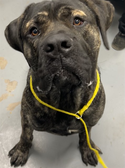 Shelter Stray Male Dog last seen RAL ON VIRGINIA, 2600 NE Perry Ave, Peoria, IL 61603, USA