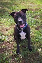 Shelter Stray Male Dog last seen OFALLON, 4850 Mid Rivers Mall Dr, St Peters, MO 63376, USA