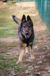 Shelter Stray Female Dog last seen ST CHARLES CO, 4850 Mid Rivers Mall Dr, St Peters, MO 63376, USA