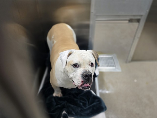 Shelter Stray Male Dog last seen Near BLOCK W BAYAUD AVE, DENVER CO 80223, 1241 W Bayaud Ave, Denver, CO 80223, USA