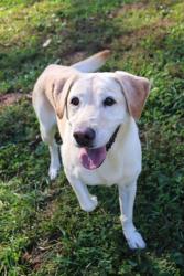 Shelter Stray Female Dog last seen DARDENNE PR, 4850 Mid Rivers Mall Dr, St Peters, MO 63376, USA