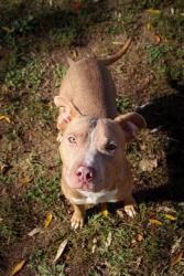 Shelter Stray Male Dog last seen OFALLON, 4850 Mid Rivers Mall Dr, St Peters, MO 63376, USA